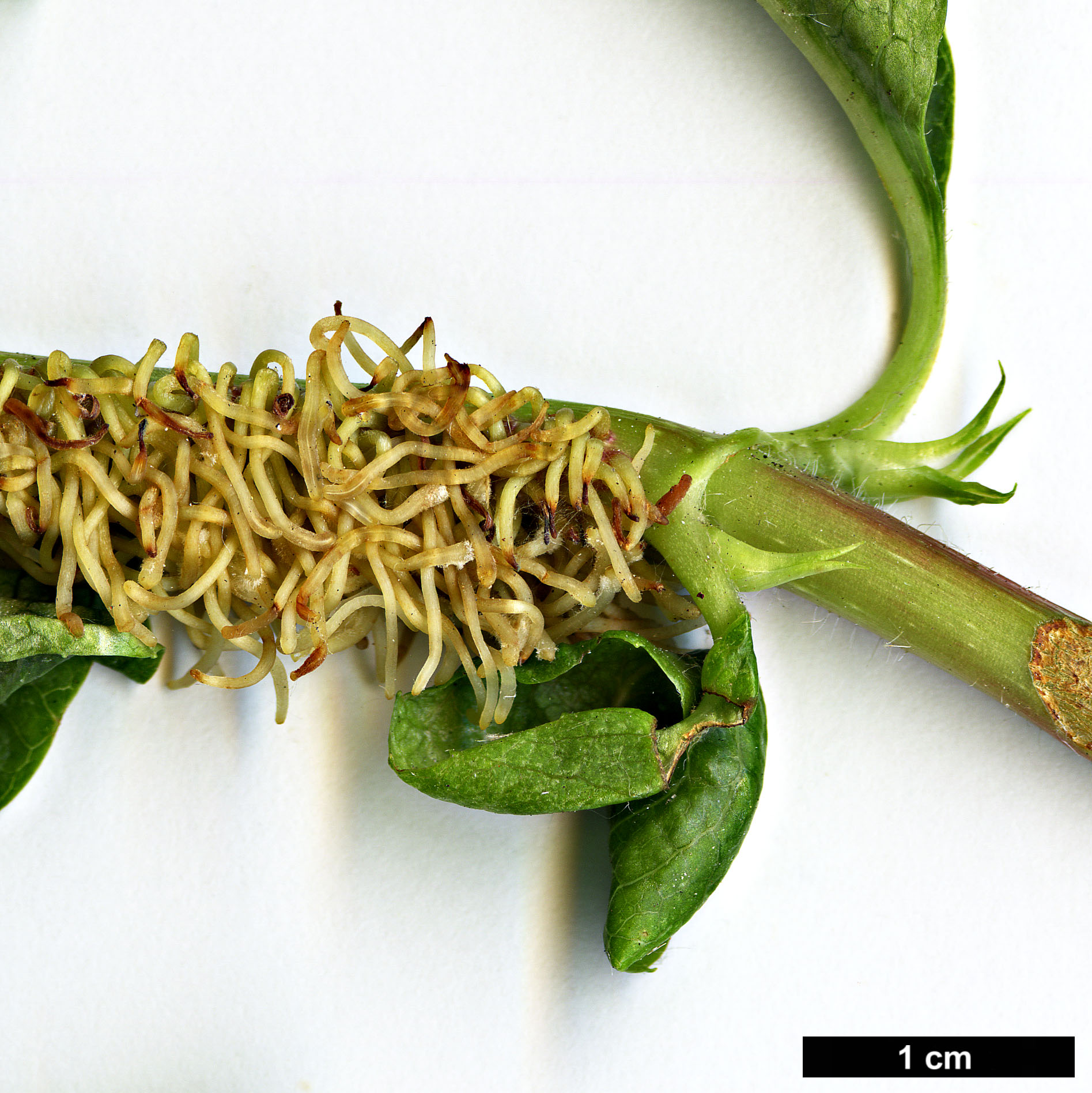 High resolution image: Family: Hydrangeaceae - Genus: Hydrangea - Taxon: anomala - SpeciesSub: subsp. petiolaris